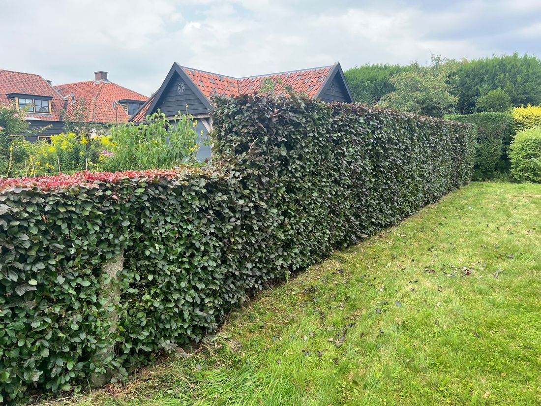 Lange beukenhaag strak geknipt langs het gazon