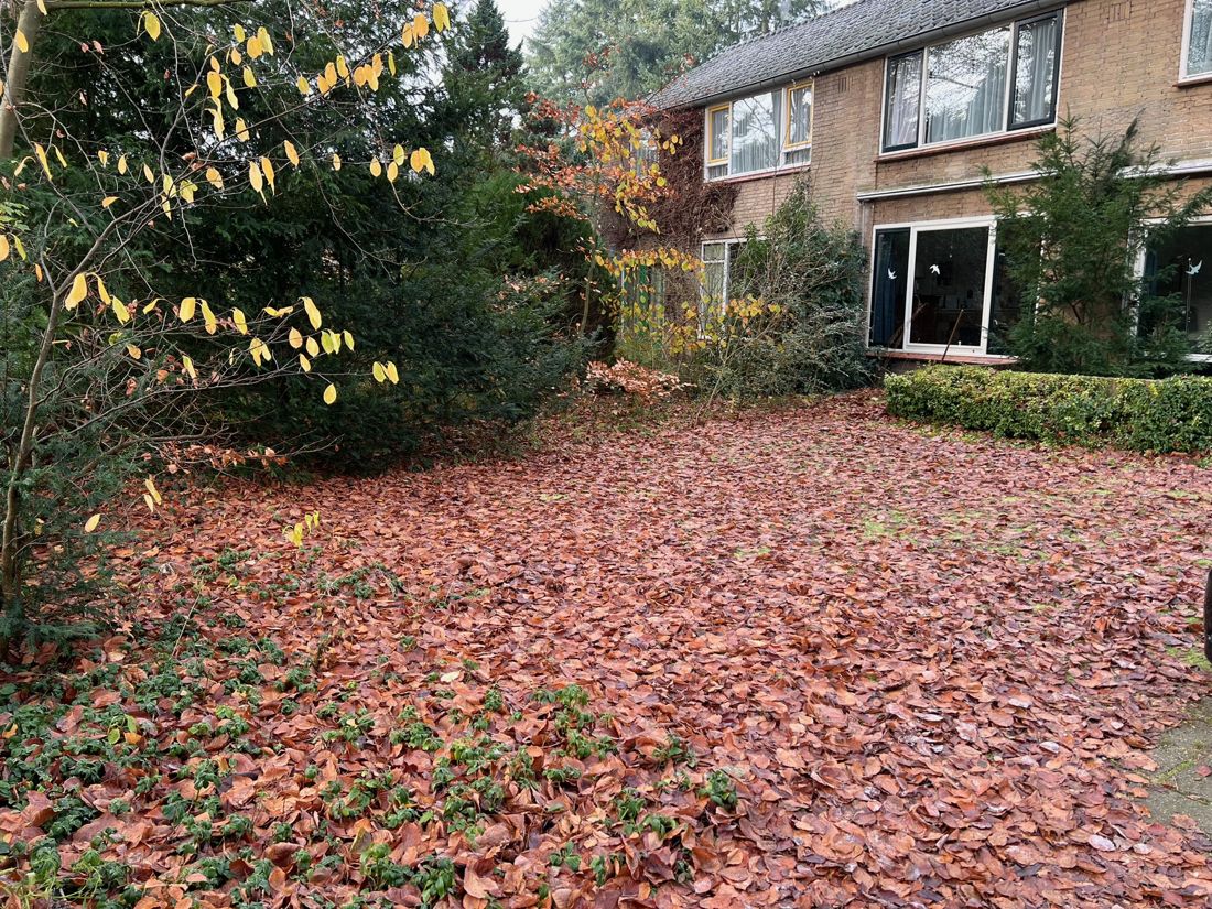 Tuin helemaal bedekt met herfstblad