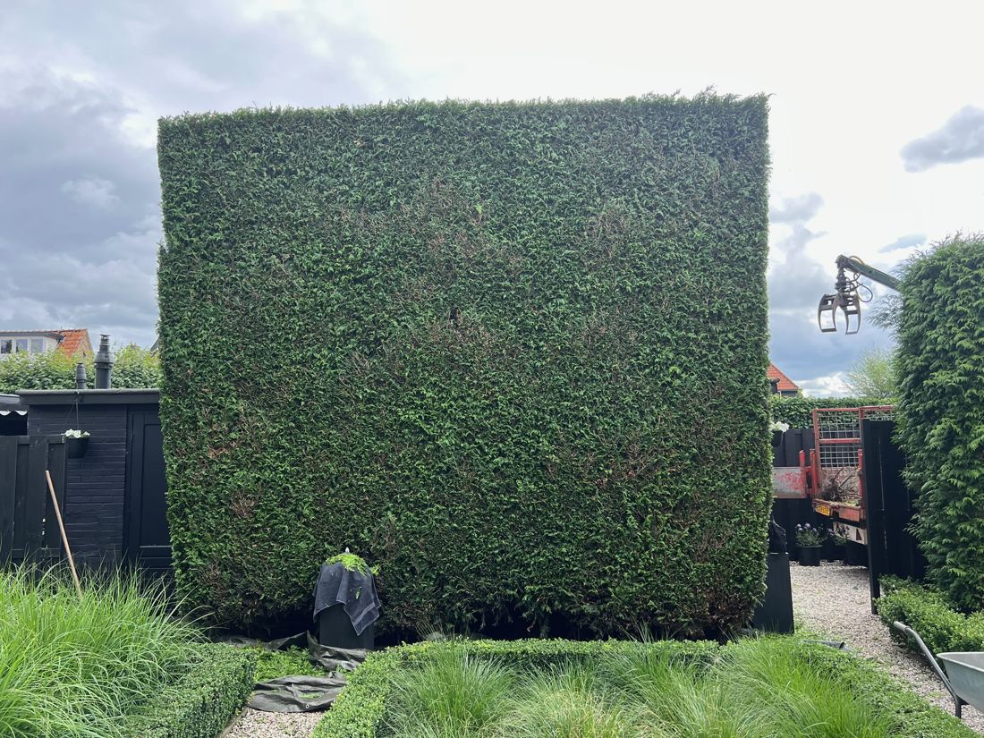 Hoge conifeerhaag strak geknipt als blok, kraanwagen op de achtergrond