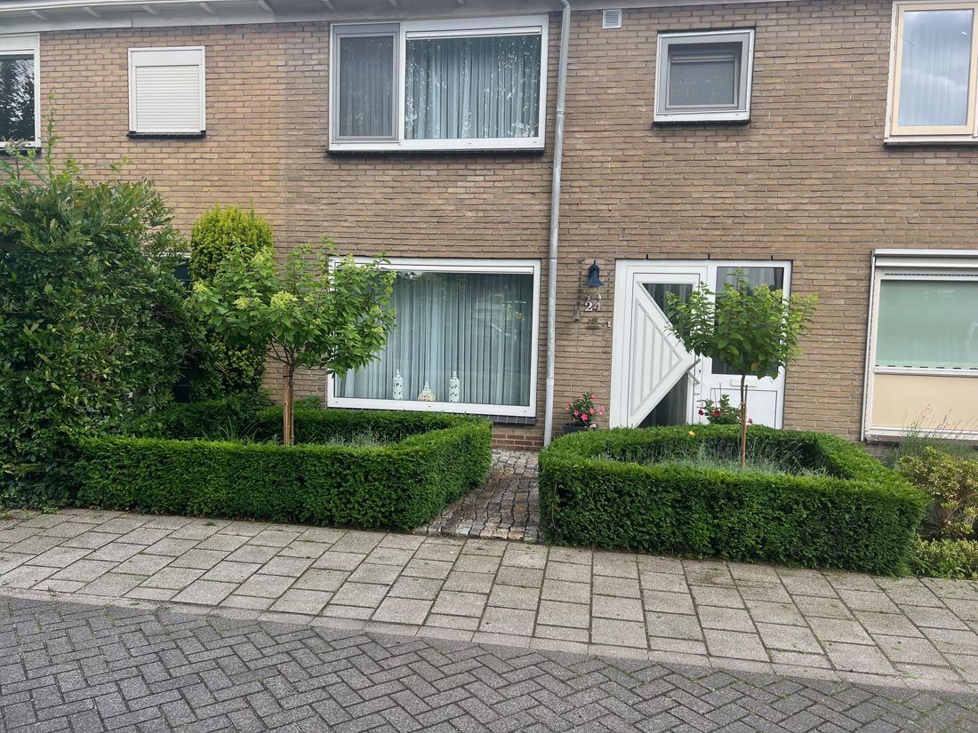 Voortuin met strak geknipte taxusvakken en twee hortensiaboompjes